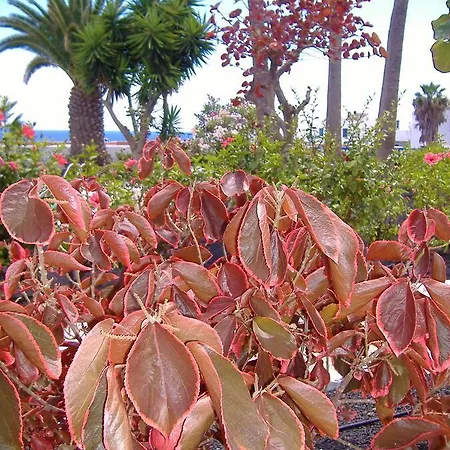 Apartment Atalaya Vista Mar Puerto del Carmen (Lanzarote)